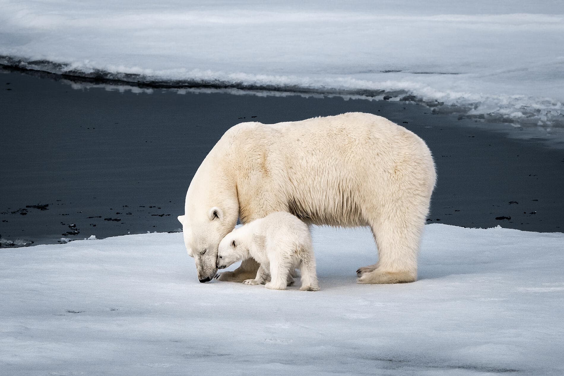 Au cœur des glaces de l'Arctique, du Svalbard au Groenland 