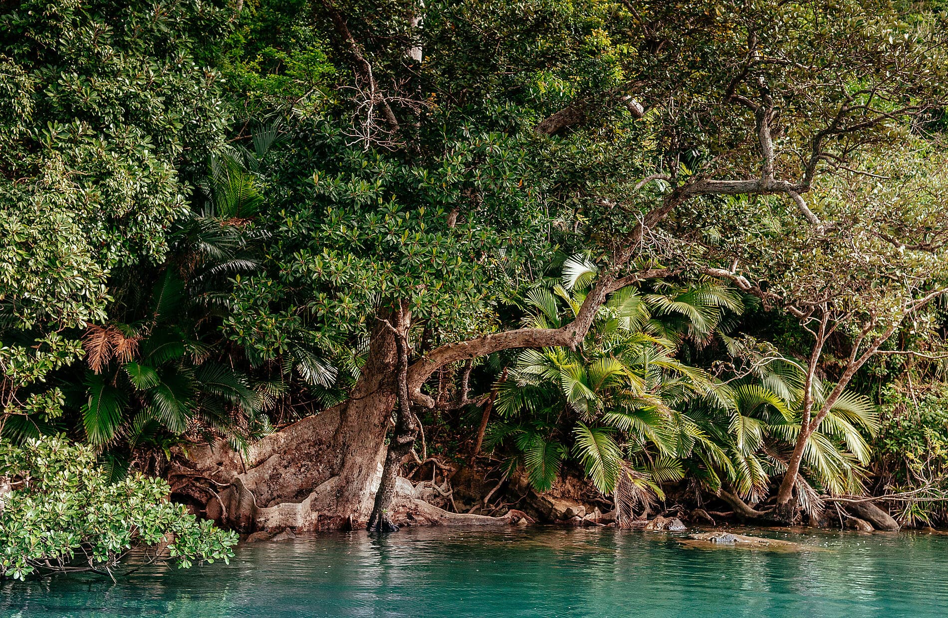 Odyssée au cœur des îles subtropicales du Japon 