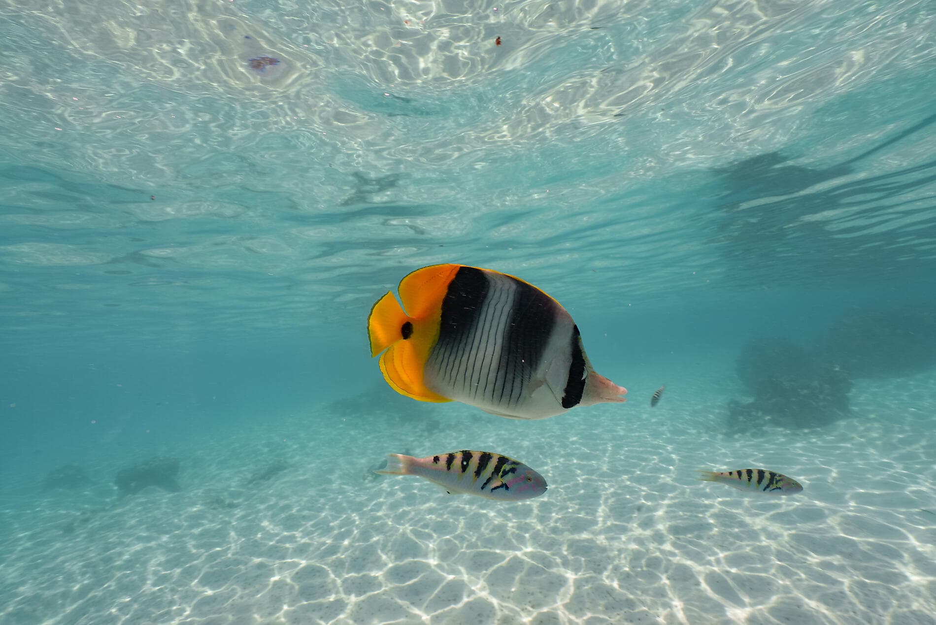 Polynésie française confidentielle et île Pitcairn 