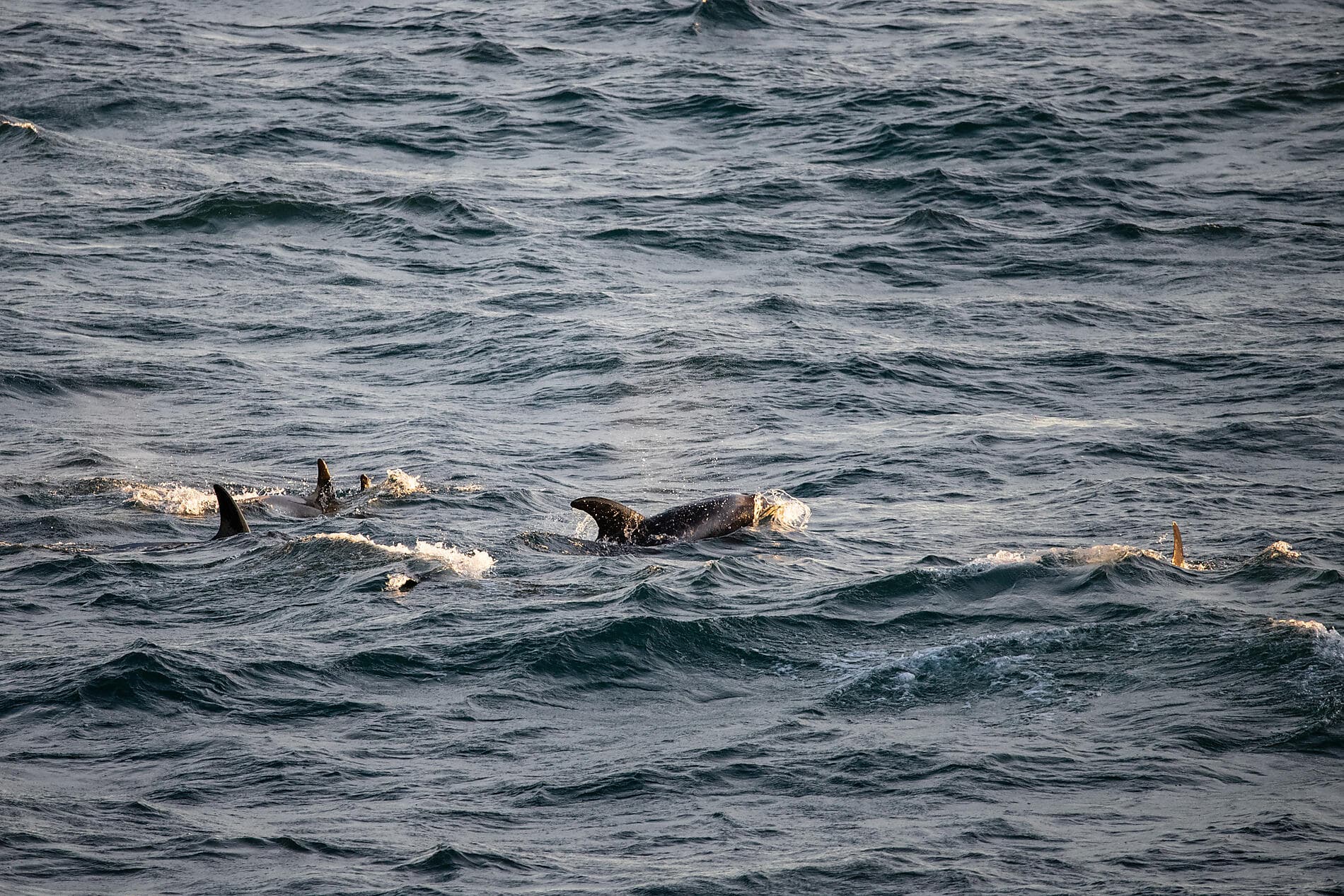 Le pôle Nord géographique et côte est du Groenland 