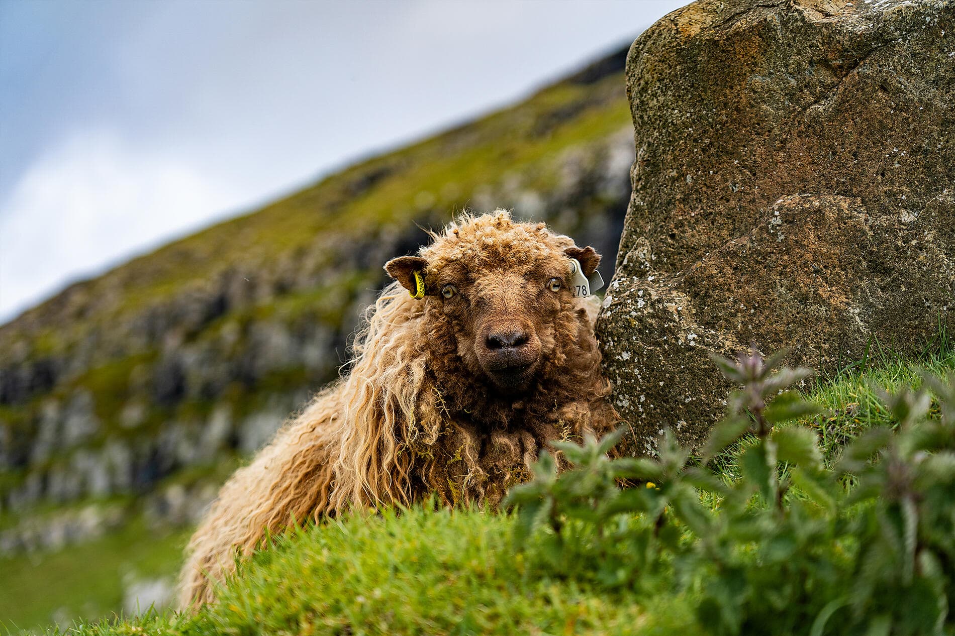 Archipels sauvages de l’Atlantique Nord  