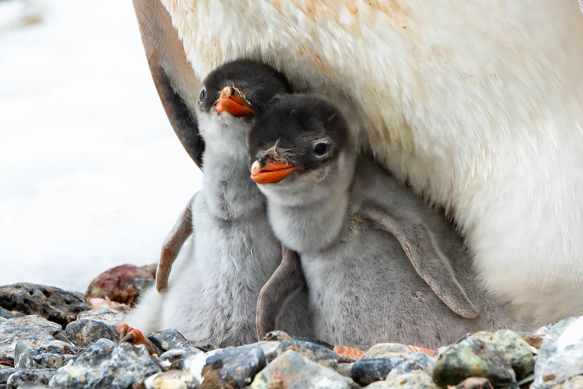 La grande boucle australe 