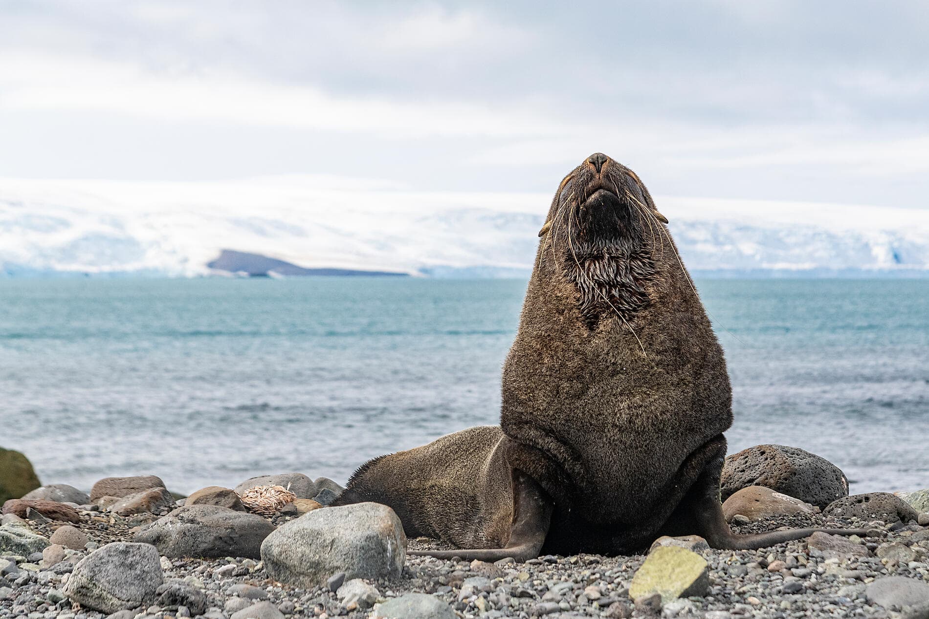 L'Antarctique emblématique  