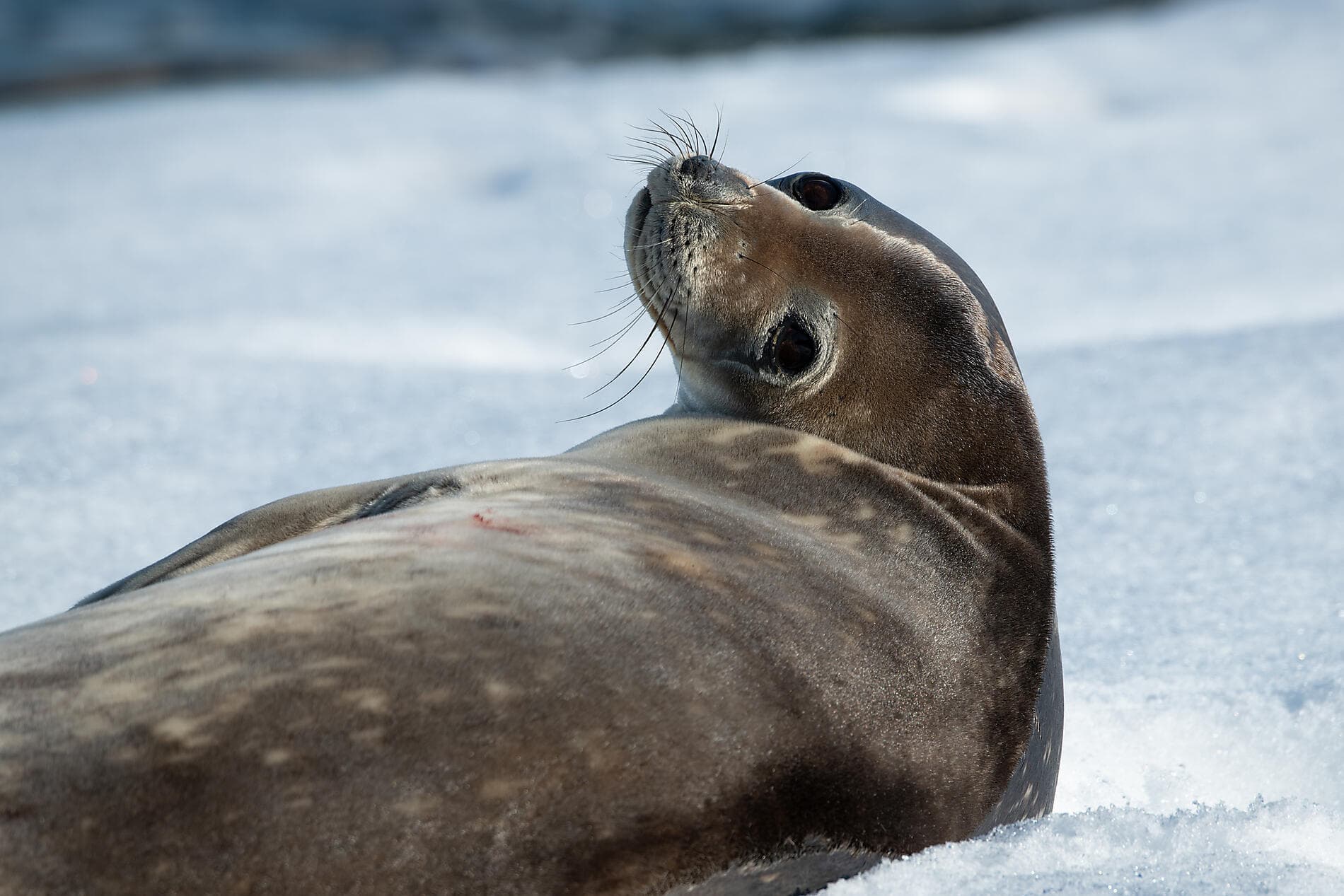 L'Antarctique emblématique  