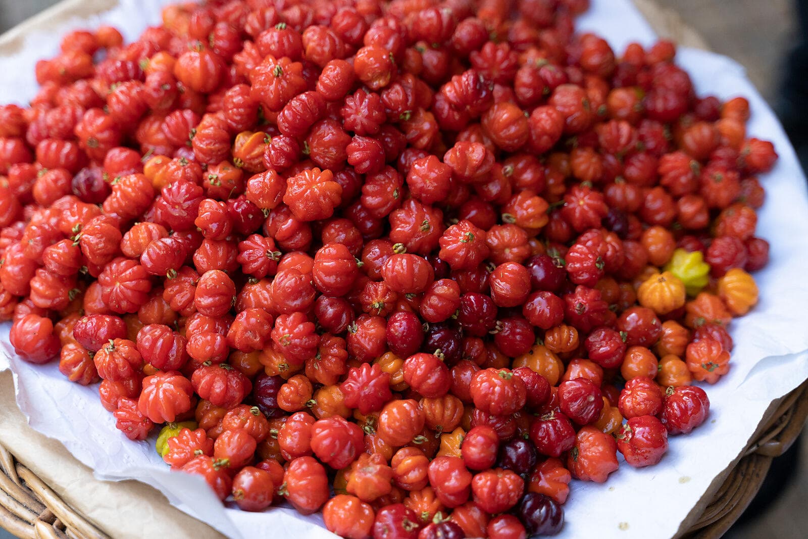 Odyssée atlantique des Canaries à la péninsule ibérique 